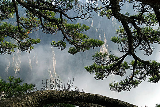 透过松杆看黄山云海,山峰