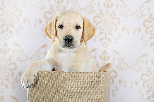 拉布拉多犬,黄色,小狗,7星期大,坐,收件箱,奥地利,欧洲