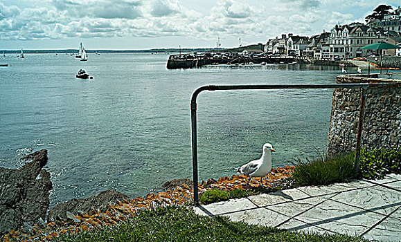海鸥,港口,墙壁,康沃尔