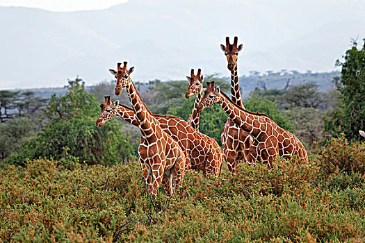 网纹长颈鹿,国家,禁猎区,肯尼亚