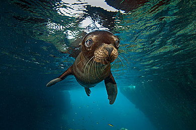 海狮科图片
