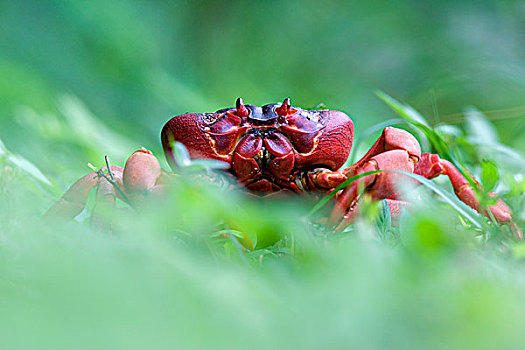 圣诞节,岛屿,红色,螃蟹,澳大利亚