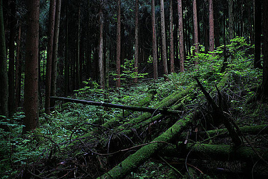 四川崇州鸡冠山保护区内的杉树