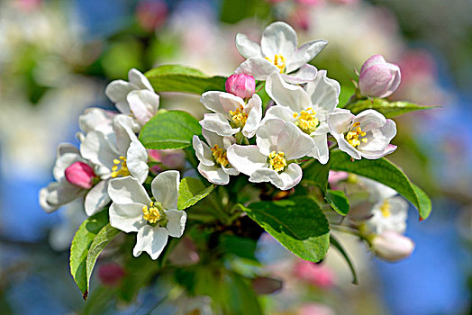 苹果树,细枝,花,德国,欧洲