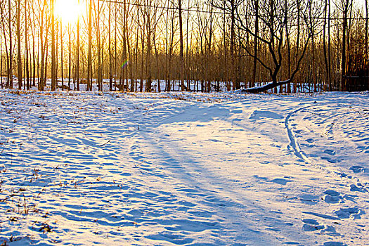 冬季清晨的树林