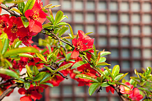 园林,花,石榴花