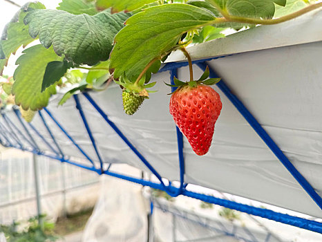 立体种植草莓,草莓