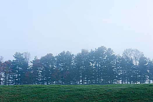 美国,佛蒙特州,排,大树,晨雾