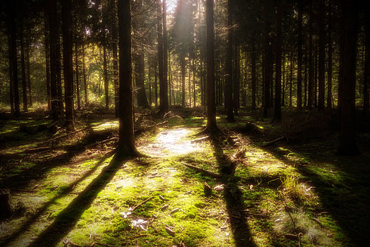 阳光,树林
