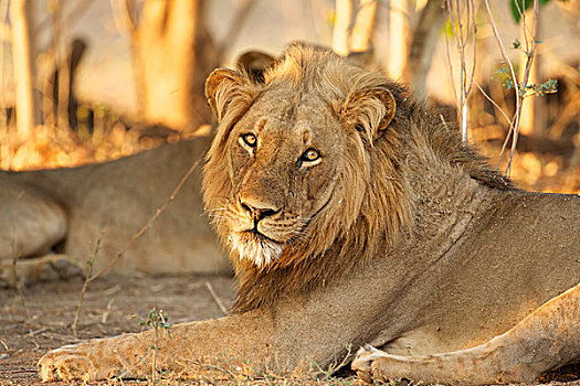 头像,好奇,雄性,狮子,国家公园,津巴布韦