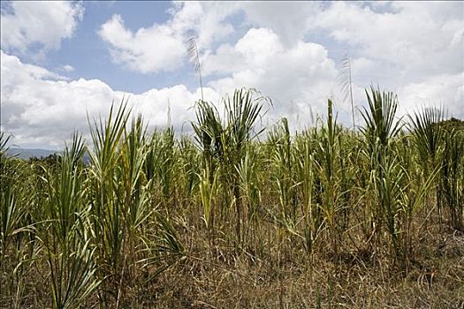 甘蔗,国家公园,阿雷纳尔,哥斯达黎加