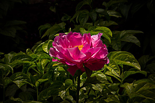 美丽芍药,芍药花