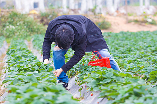 摘草莓图片