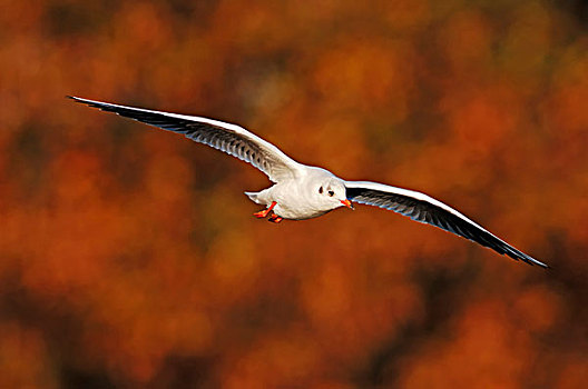 红嘴鸥,海鸥,冬羽,北莱茵威斯特伐利亚,德国,欧洲