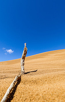 沙漠中的枯枝