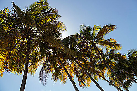 南美,法属圭亚那,风景,棕榈树,天空