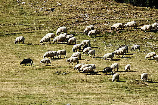 牧群,绵羊,山地牧场