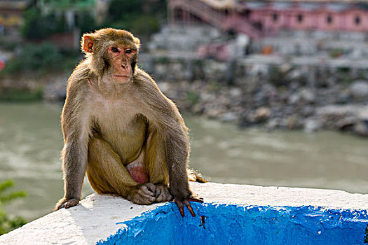 猴子,猕猴,坐,墙壁,俯视,神圣,恒河,里虚克虚,北阿坎德邦,印度,亚洲