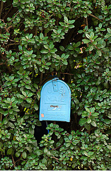 邮箱,树篱