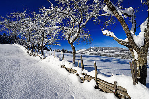 雪,果树,阿尔卑斯山,提洛尔,奥地利,欧洲