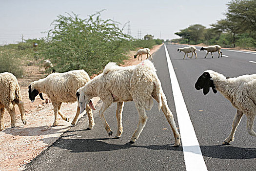 羊群,穿过,道路
