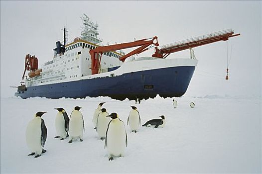 帝企鹅,群,破冰船,威德尔海,南极