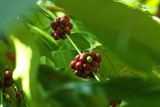 成熟,咖啡豆,植物