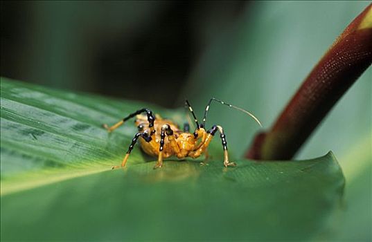 昆虫,马来西亚