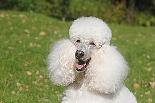 贵宾狗,白色,雌性,11岁,头像,德国,欧洲
