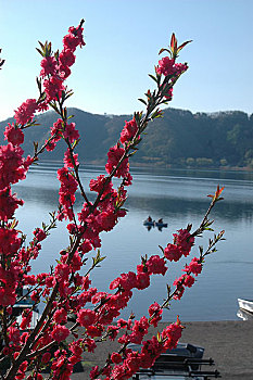 日本河口湖风光