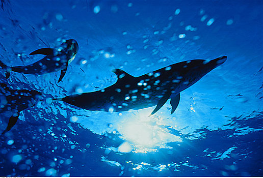 水下视角,斑海豚,小,巴哈马,堤岸
