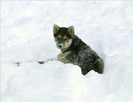 柴犬,小狗,坐,雪中
