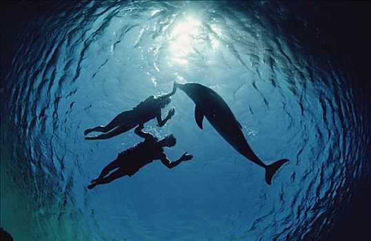 宽吻海豚,剪影,两个,游泳者,夏威夷