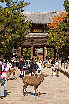 靠近,东大寺,奈良,日本