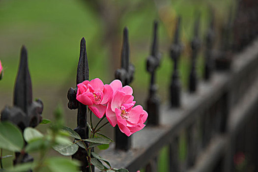 开满蔷薇的护栏