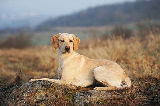 拉布拉多犬,黄色,母狗,躺着,石头,石南,风景,奥地利,欧洲