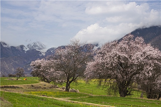 野桃花观赏圣地索松村