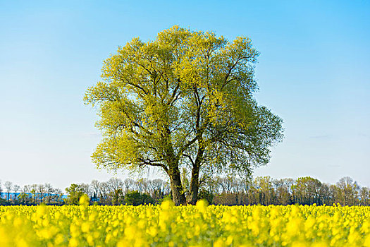 树,盛开,油菜地,早春,自然保护区,黑森州,德国