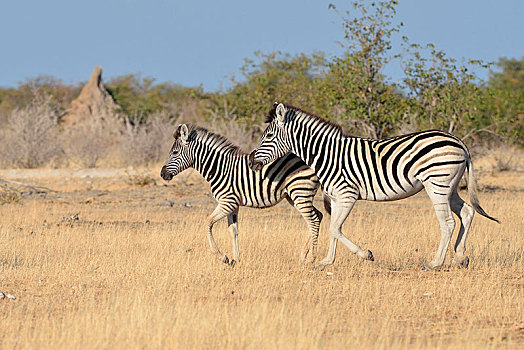 斑马,马,成年,小马,快跑,埃托沙国家公园,纳米比亚,非洲