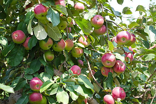 许多,苹果,树上,新鲜,有机,水果,夏天,果园