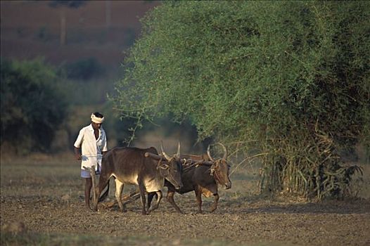 农民,宠物,犁,陆地,培育,靠近,班加罗尔,印度