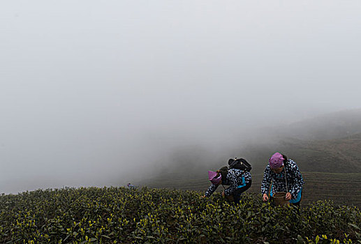 贵州仁怀,春茶开采