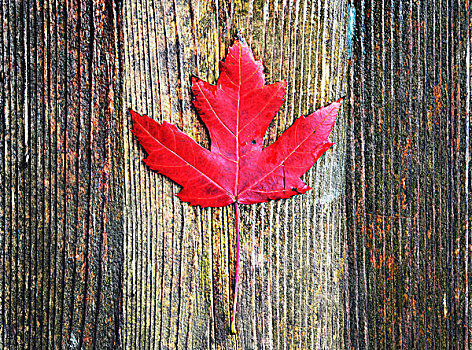 鲜明,红枫,叶子,老,木质背景,加拿大