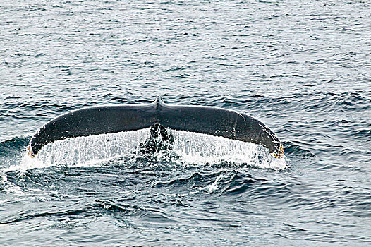 驼背鲸,大翅鲸属,鲸鱼,纽芬兰,加拿大