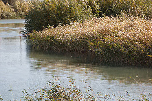布尔津往禾木乡途中的芦苇湿地,新疆阿尔泰布尔津