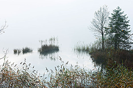 湖,晨雾,陆地,上巴伐利亚,巴伐利亚,德国