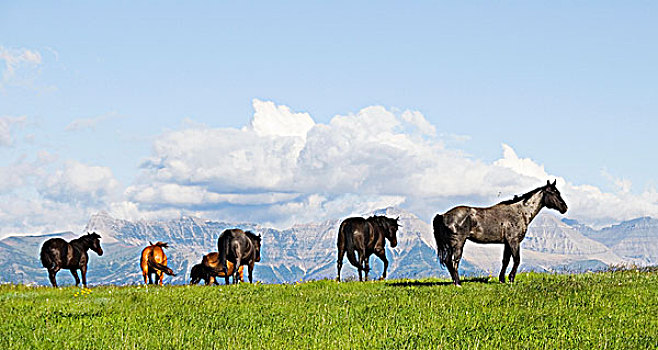 马,草场,山峦,瓦特顿湖国家公园,背景,牧场,西南方,艾伯塔省,加拿大