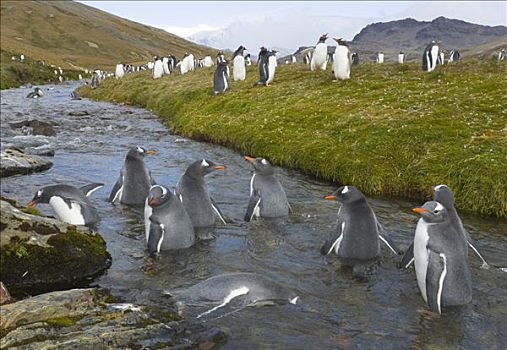 巴布亚企鹅,群,休息,洗,互动,喝,山川,靠近,南大洋,南乔治亚,南极辐合带
