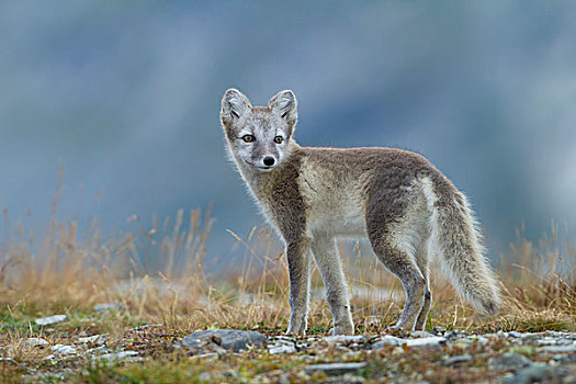 北极狐,狐属,小动物,扭头,落下,挪威,欧洲