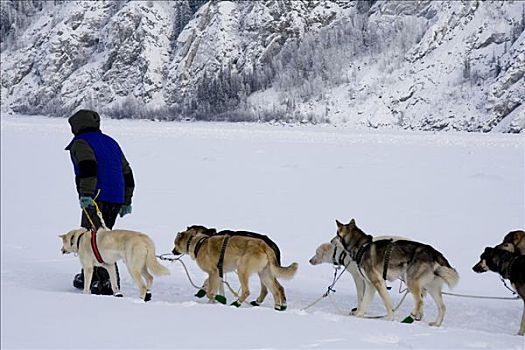 育空,追求,雪橇狗,比赛,引导,狗,上方,育空河,育空地区,加拿大,北美